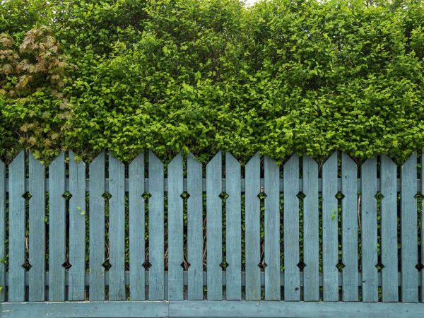 Fence